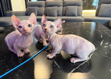 kucing sphynx bambino