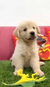 Golden retriever mka puppies