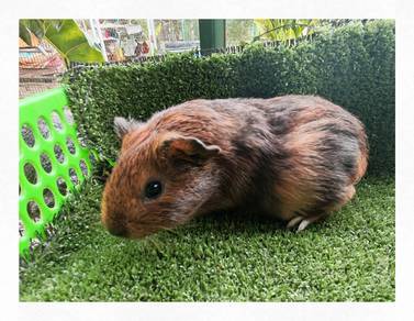 Guinea Pig