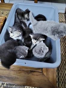 Bsh kitten adoption with fee
