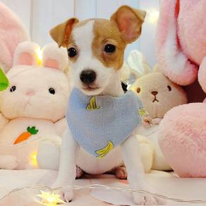 Jack Russell