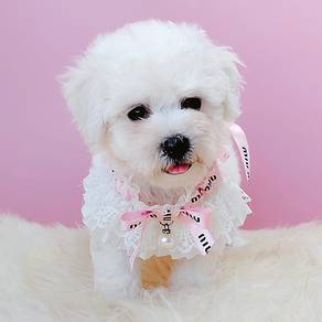 Bichon