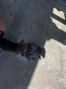 anak bsh mix maincoon