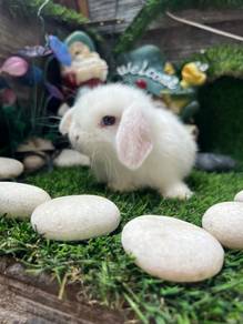 Holland lop