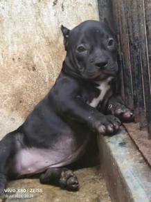American bully puppy