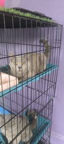 bsh 