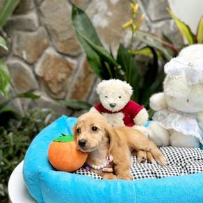 Long Hair Dachshund Puppy DP03 - Female