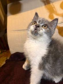 Kitten British Shorthair 
