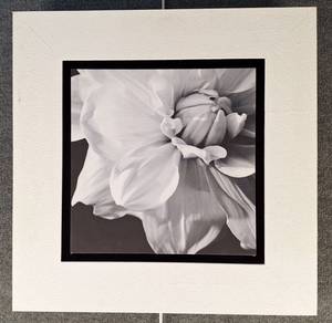 Art Print - Monochrome Bloom