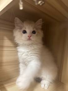 ragdoll boy 2months