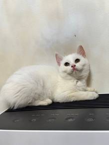 Kitten BSH mix