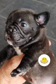 GQQ3011French Bulldog puppies