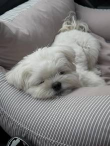 Rumbly Maltese cute fluuffy white teddy bear face