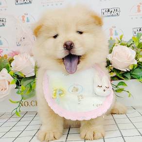 Chow Chow