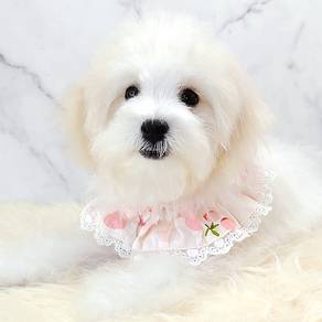 Bichon