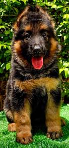 GERMAN SHEPHERD PUPPIES GSD22🐻Good structure Girl