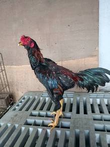 Ayam sabung