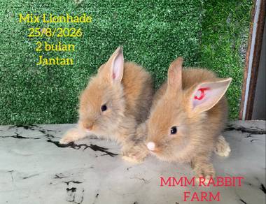 Mix Lionhade