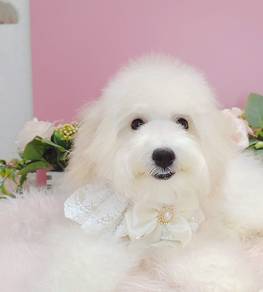 Maltipoo