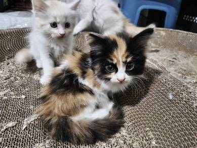 Persian mix mainecoon 