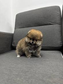 P3308 #mka BEAR Tiny Pomeranian super cute puppies