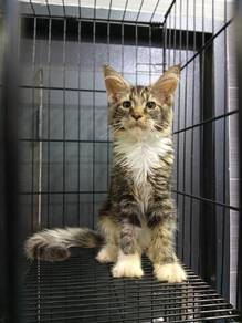 Maine coon (Female)