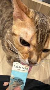 Bengal Cat