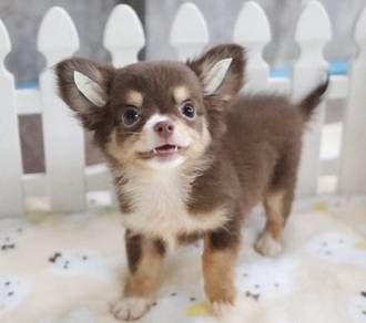 CHIHUAHUA PUPPIES 195 🌷Head Apple Cute Dog