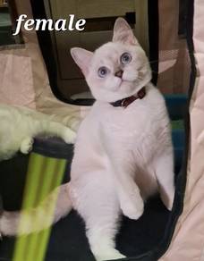 BSH silver Chinchilla seal point kitten