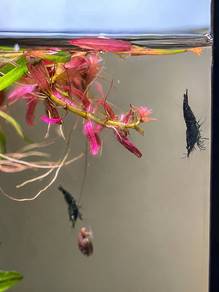 Green Jade Shrimp