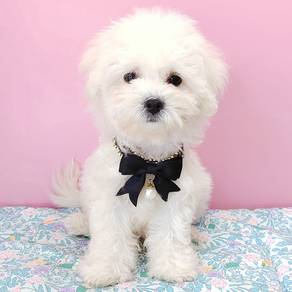 Bichon