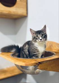 Mainecoon certificate