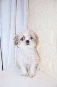 J0204 Shih Tzu Fluffy Long Hair Puppy