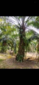 Agricultural Land in Jasin, MLK