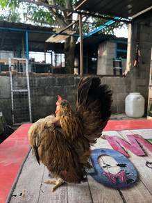 ayam serama betina