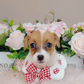 Jack Russell