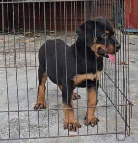 Rottweiler