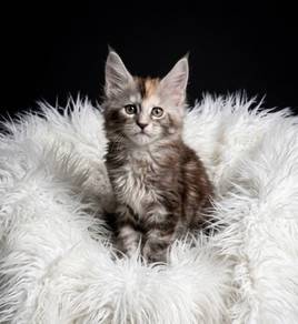 K6 Maine Coon