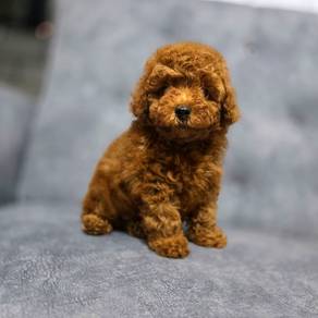 mini teacup poodle 07