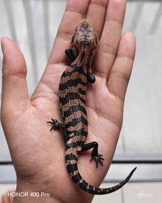 Blue Tongue Skink 
