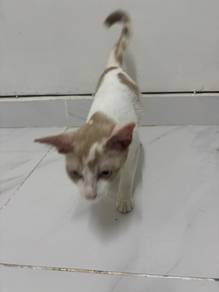 Kitten for Adoption