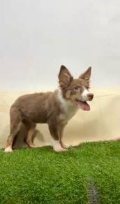 Border collie chocolate mka certificate