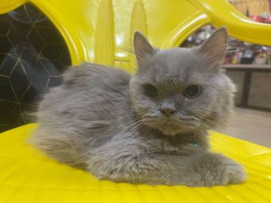 Kucing ragdoll mix bsh betina area perllis
