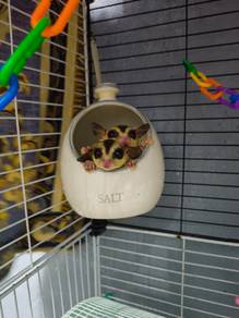 Sugar Glider White Face Het Platinum