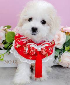 Bichon