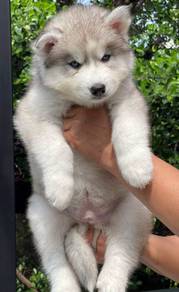 SIBERIAN HUSKY PUPPIES NA26 🌻 Fluffy Coat