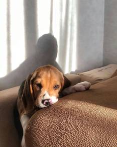 N1516 Barky Beagle the cutest little playful puppy