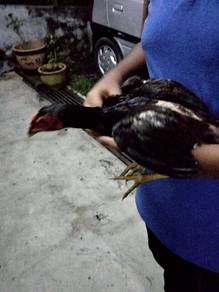 ayam siam bentina