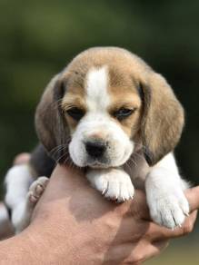 Beagle puppy