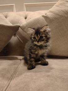 Longhair kitten